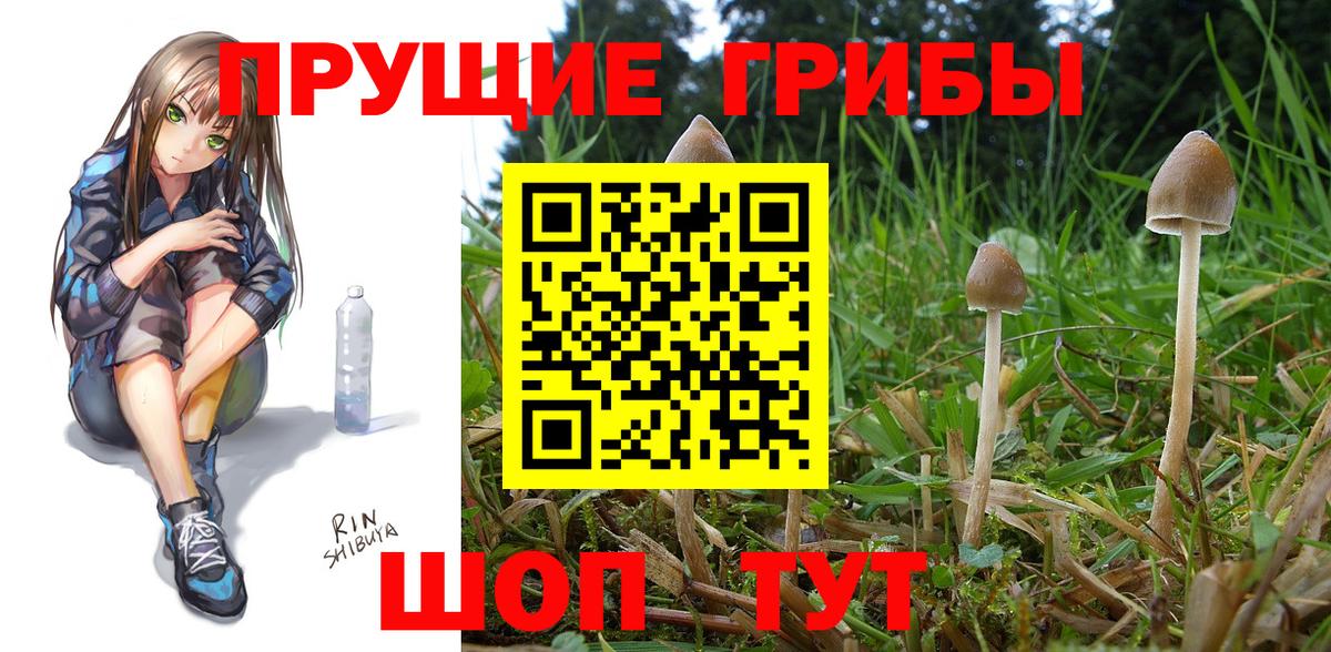 Галлюциногенные грибы Psilocybine cubensis Миллерово